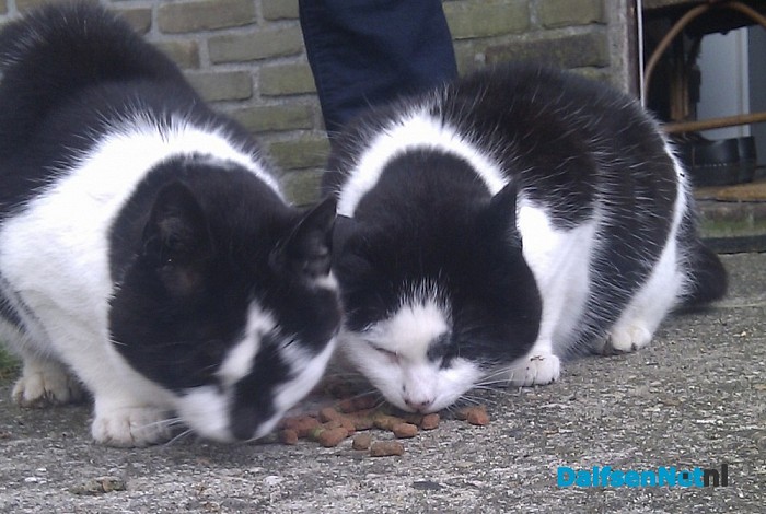 Vermiste poes Oudleusen
