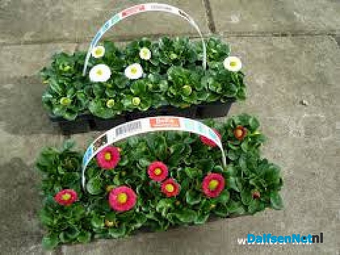Verkoop van bloemen, perkplanten