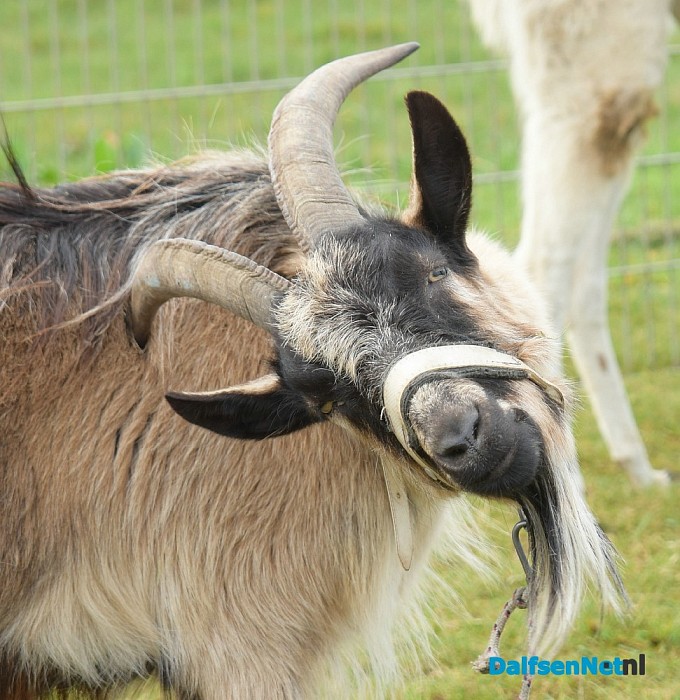 Circus Alberti aangekomen in Dalfsen - Foto: Johan Bokma