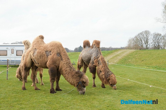 Circus Alberti aangekomen in Dalfsen - Foto: Johan Bokma