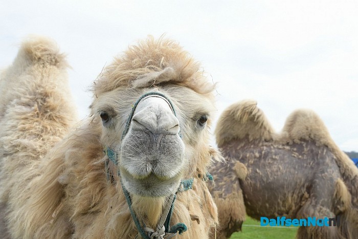 Circus Alberti aangekomen in Dalfsen - Foto: Johan Bokma