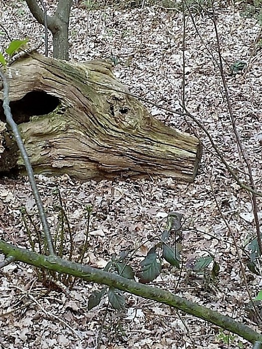 Everzwijn waargenomen in Dalfsen - Foto: Eigen geleverde foto