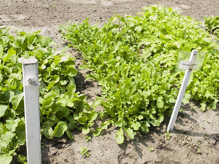 Groente- en kruidentuin van ‘Lindehoeve’ in de groei! - Foto: Eigen geleverde foto