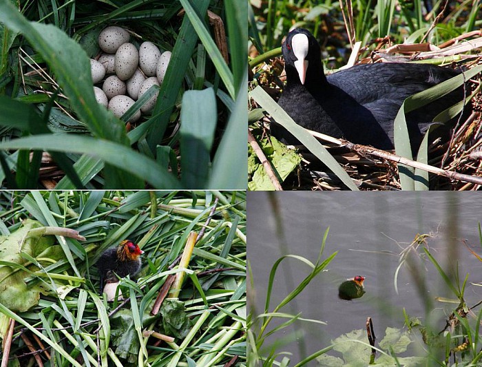 Onjuiste verdeling eieren - Foto: Eigen geleverde foto