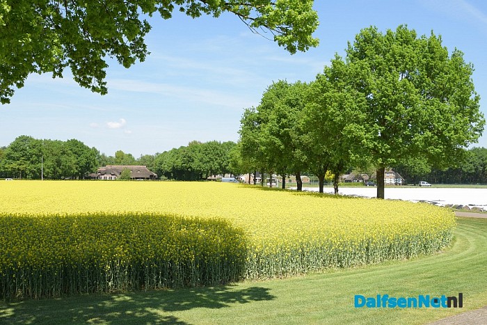 Koolzaadvelden prachtig in bloei - Foto: Johan Bokma