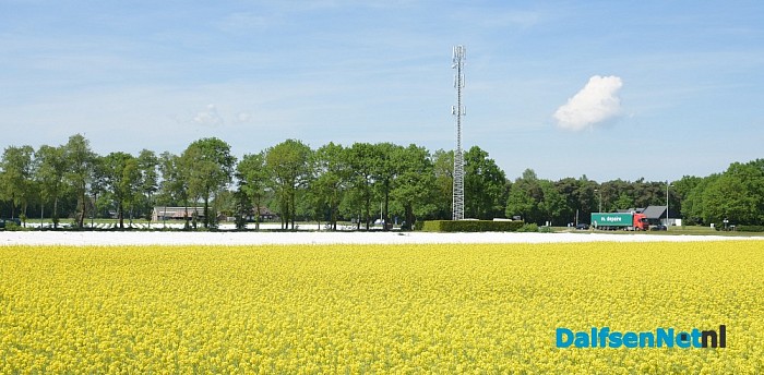 Koolzaadvelden prachtig in bloei - Foto: Johan Bokma