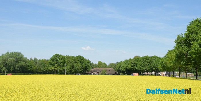 Koolzaadvelden prachtig in bloei - Foto: Johan Bokma