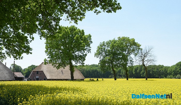 Koolzaadvelden prachtig in bloei - Foto: Johan Bokma