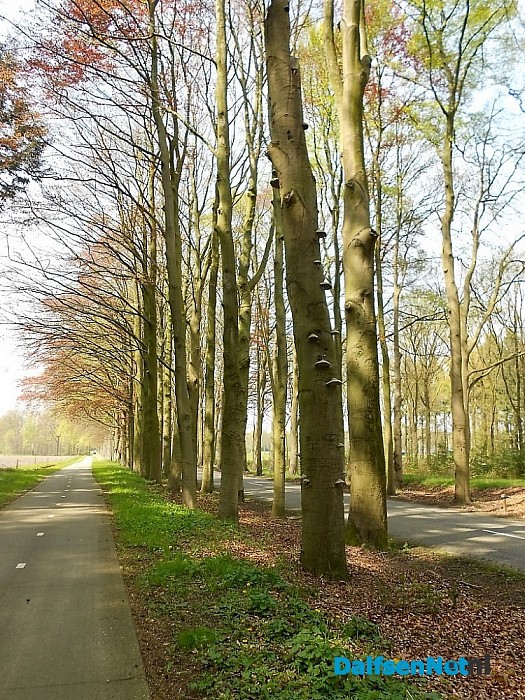 Paddestoelen eten boom op