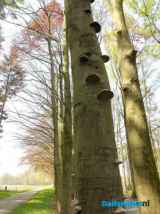 Paddestoelen eten boom op