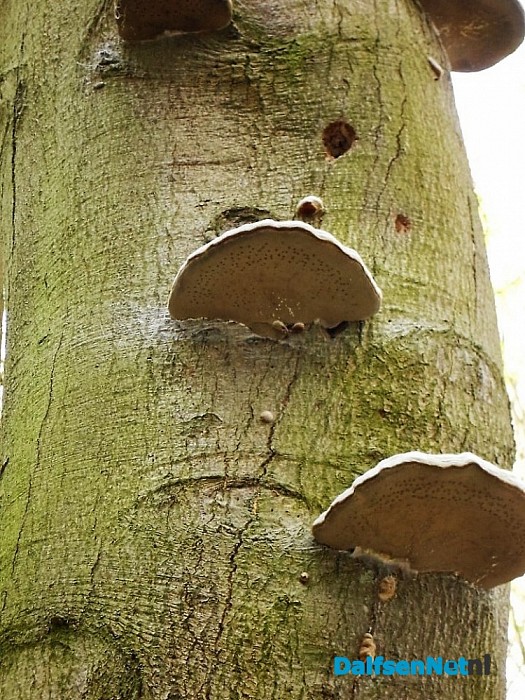 Paddestoelen eten boom op