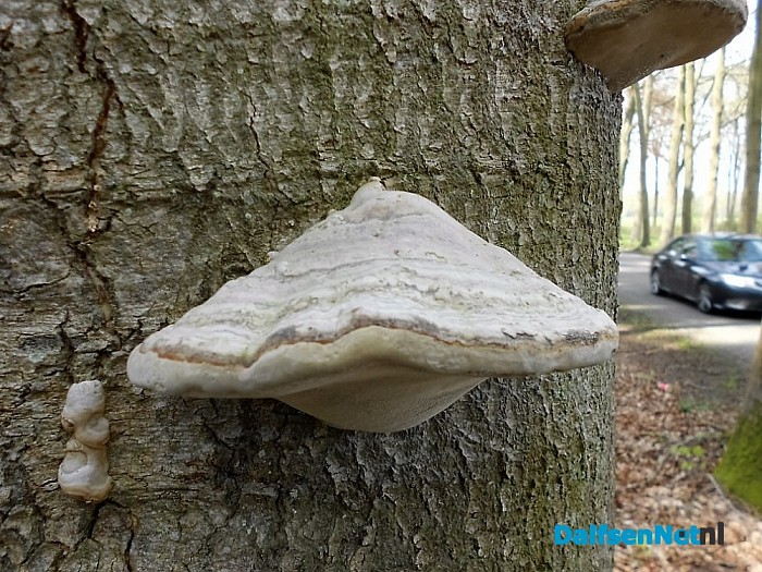 Paddestoelen eten boom op