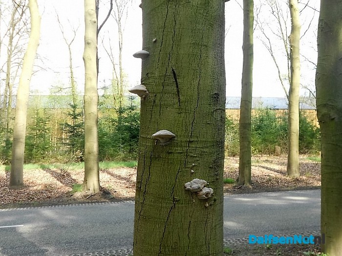 Paddestoelen eten boom op