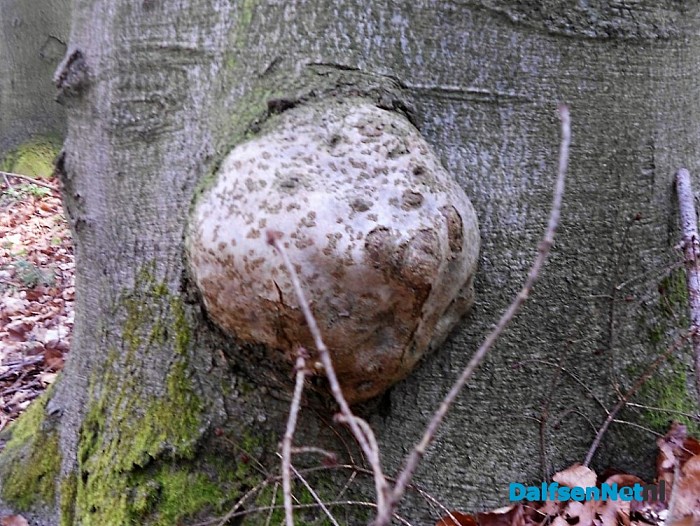 Paddestoelen eten boom op