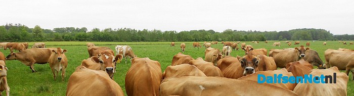 Een Engels ras: Jersey