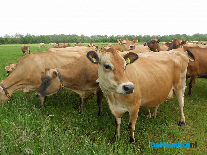 Een Engels ras: Jersey