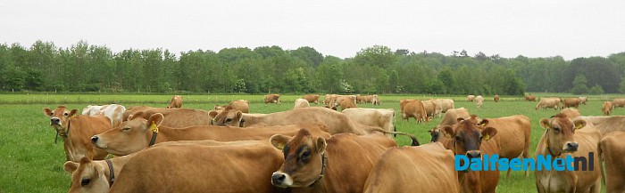 Een Engels ras: Jersey