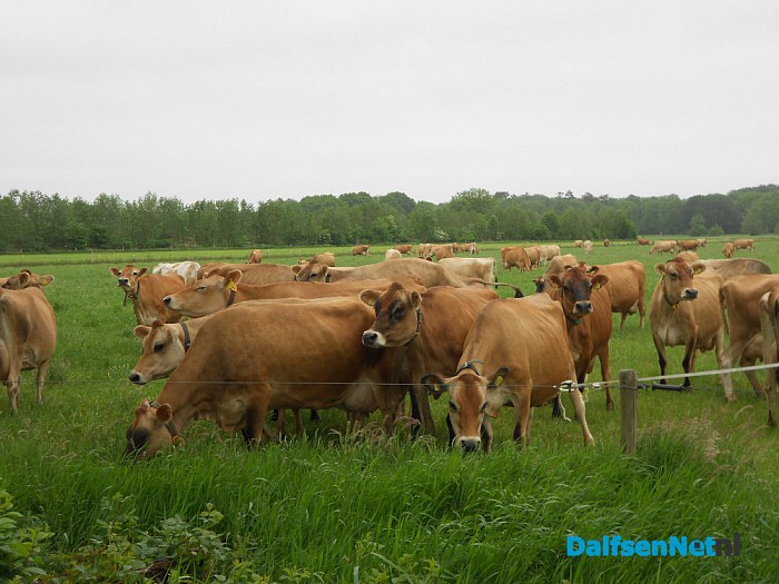 Een Engels ras: Jersey
