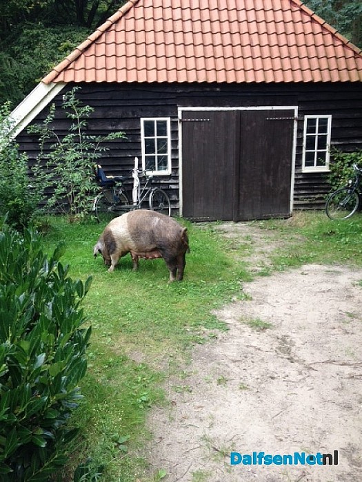 Varken laat sporen na