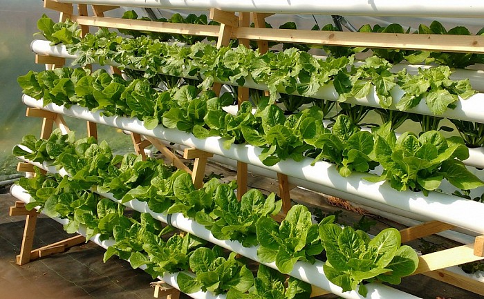 Hydroponics in Lemelerveld is een succes - Foto: Eigen geleverde foto