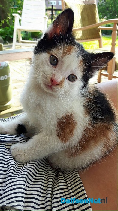 Jonge poes vermist en weer terug