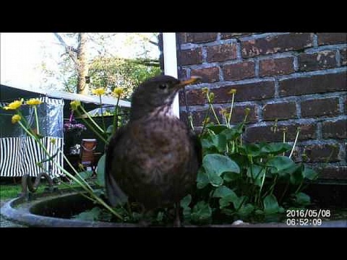 Kijk de vogels genieten van het mooie weer.(video)