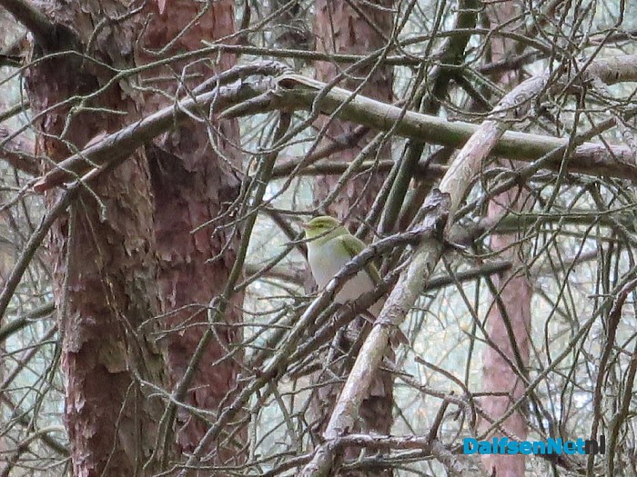 Vogelwandeling vanaf het Boskamp, indrukwekkend. - Foto: Wim