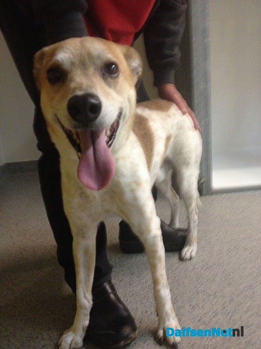 Hond gevonden in Dalfsen (update)
