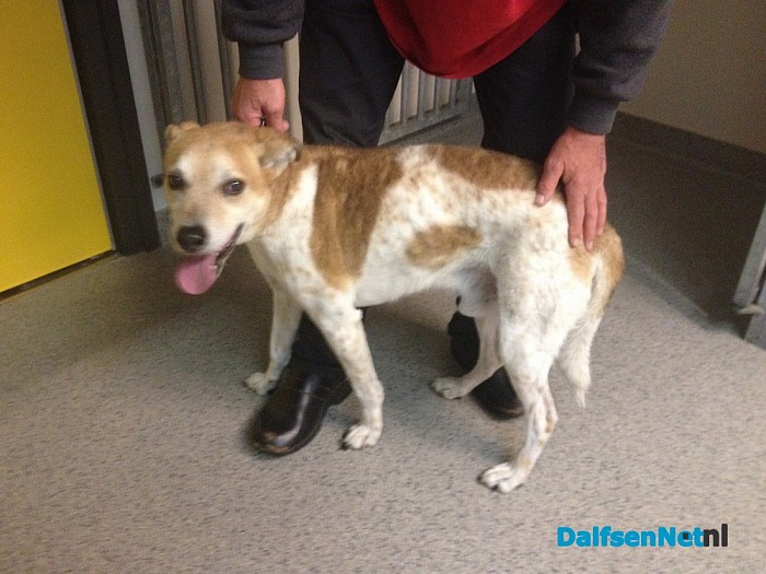 Hond gevonden in Dalfsen (update)