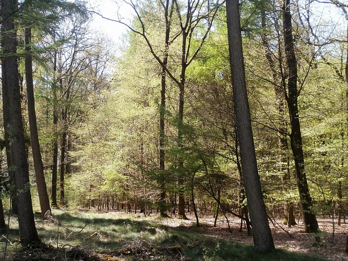 Wandeltocht de Groene Looper - Foto: Eigen geleverde foto
