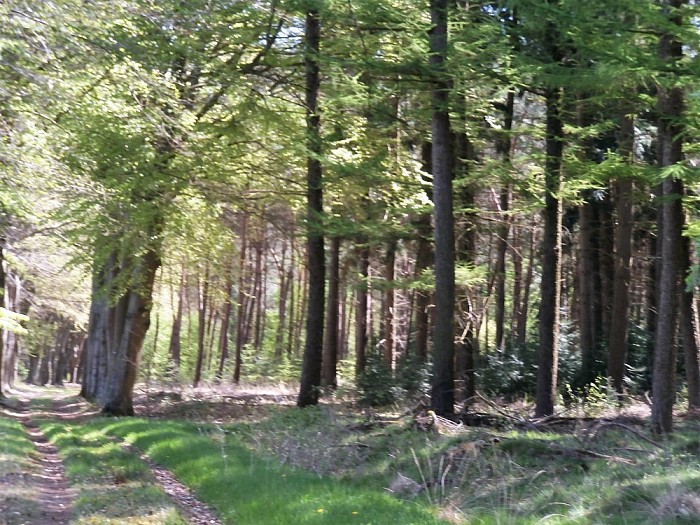Wandeltocht de Groene Looper - Foto: Eigen geleverde foto