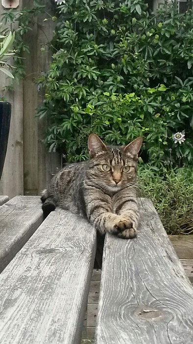 Kat weg - Foto: Eigen geleverde foto