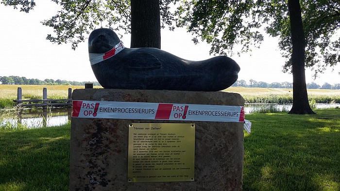 Ze zijn er weer: de eikenprocessie diertjes - Foto: Eigen geleverde foto