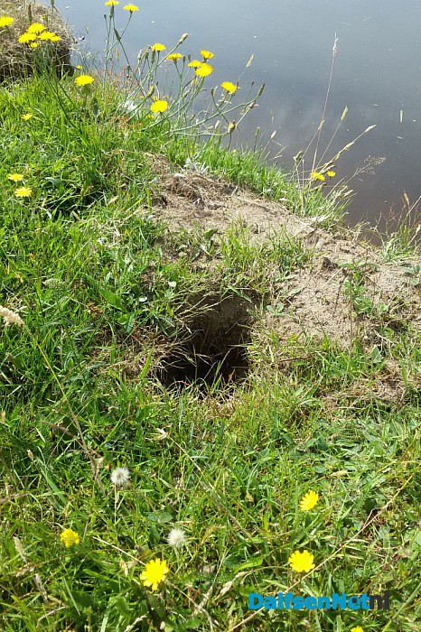 Een broedkolonie van oeverzwaluwen gesloopt. - Foto: Eigen geleverde foto