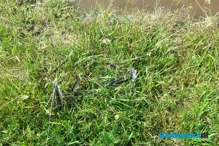 Een broedkolonie van oeverzwaluwen gesloopt. - Foto: Eigen geleverde foto