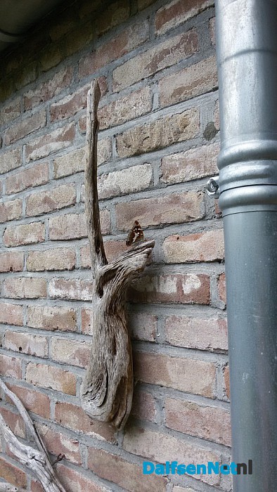 Grote Weerschijnvlinder - Foto: Eigen geleverde foto
