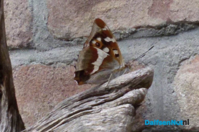 Grote Weerschijnvlinder - Foto: Eigen geleverde foto