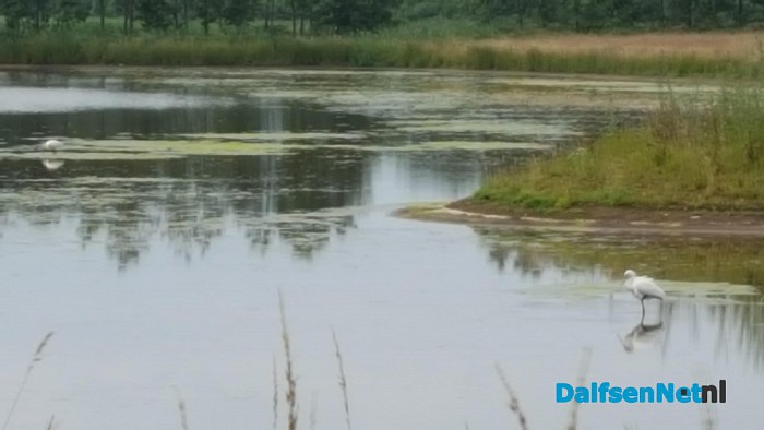 Lepelaars gespot in vijver Vitens gebouw