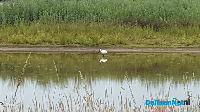 Lepelaars gespot in vijver Vitens gebouw