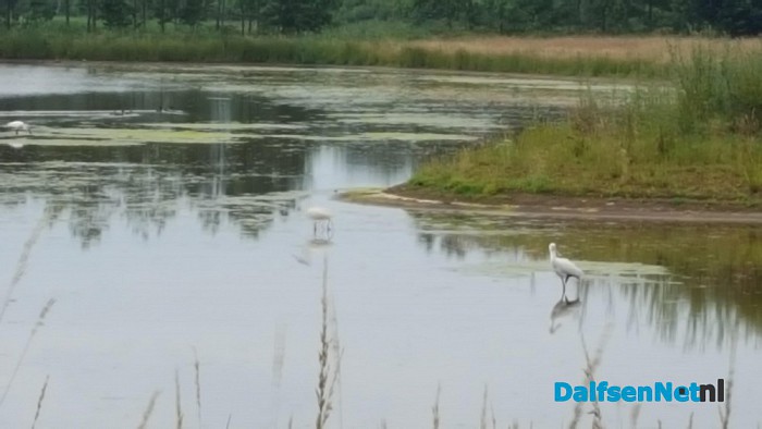 Lepelaars gespot in vijver Vitens gebouw