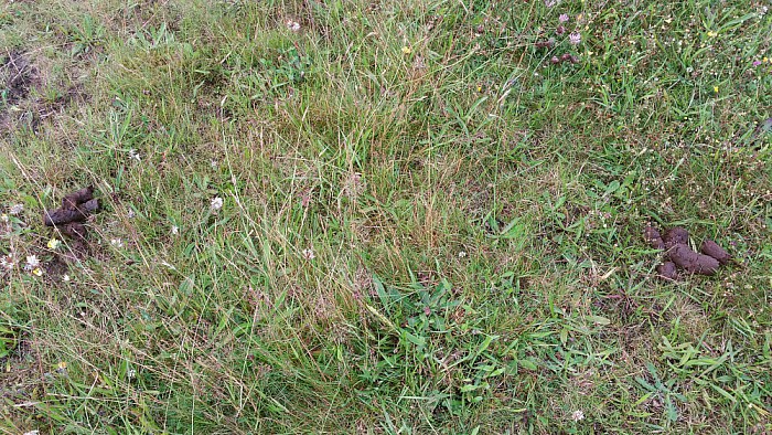 Oproep aan alle hondenbezitters - Foto: Eigen geleverde foto