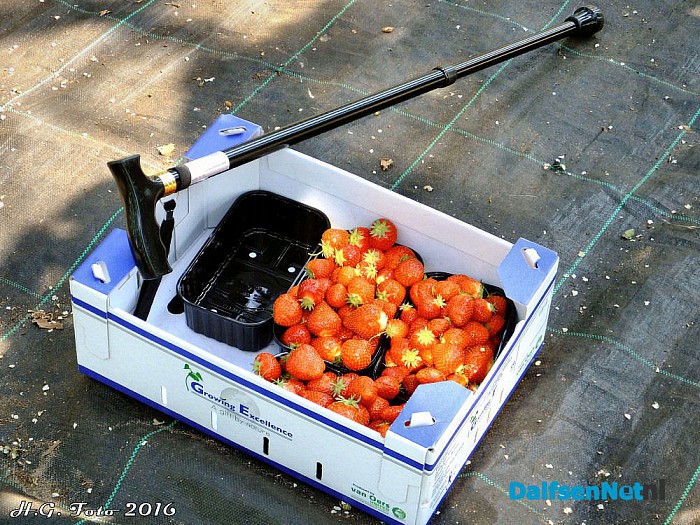 Opendag Kwekerij Ernie van der Kolk. - Foto: H.G. Foto