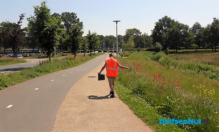 Dalfsen volop in bloei