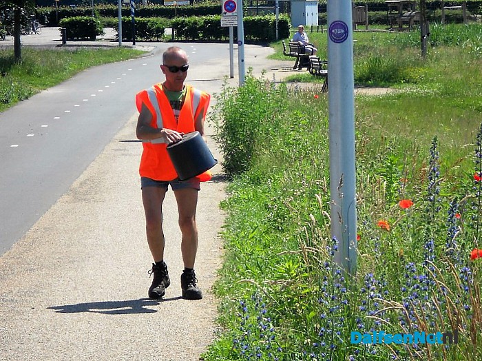 Dalfsen volop in bloei