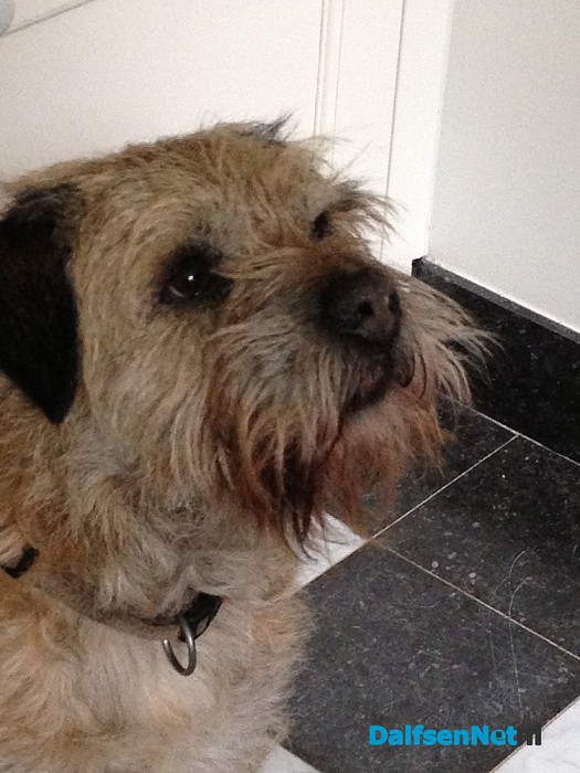 Hond vermist