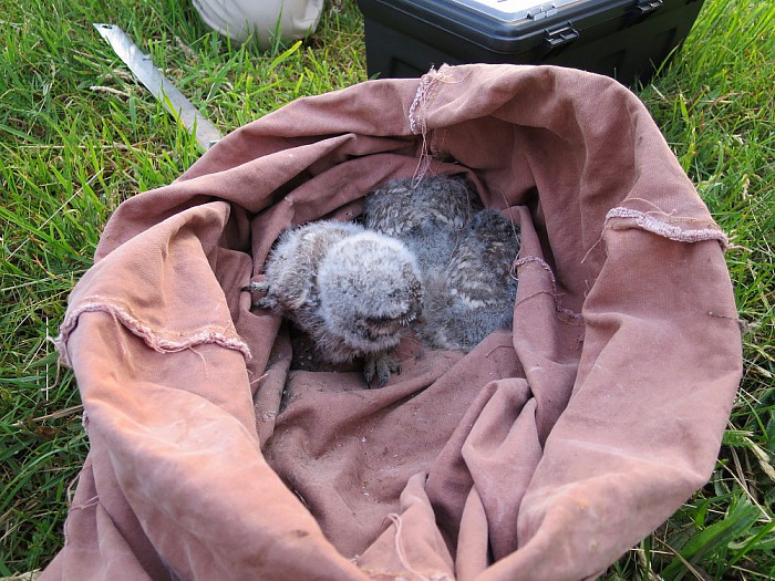 Zeker 10 dode muizen in uilenkast - Foto: Wim