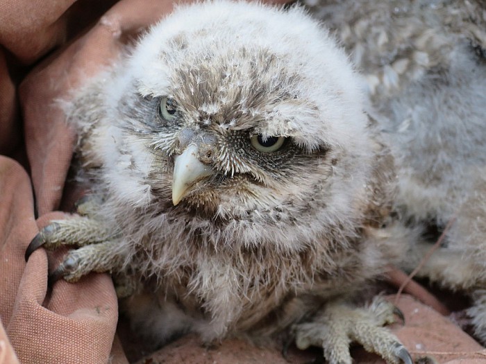Zeker 10 dode muizen in uilenkast - Foto: Wim