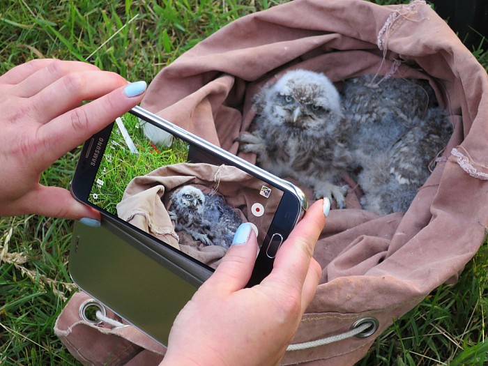 Zeker 10 dode muizen in uilenkast - Foto: Wim