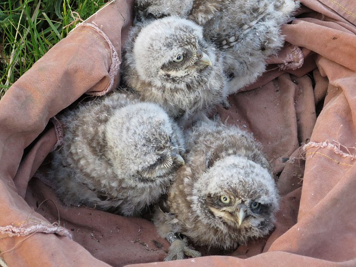 Zeker 10 dode muizen in uilenkast - Foto: Wim