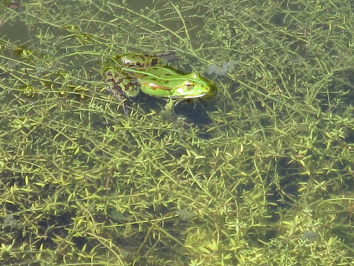 Groot paniek in de vijver - Foto: Wim